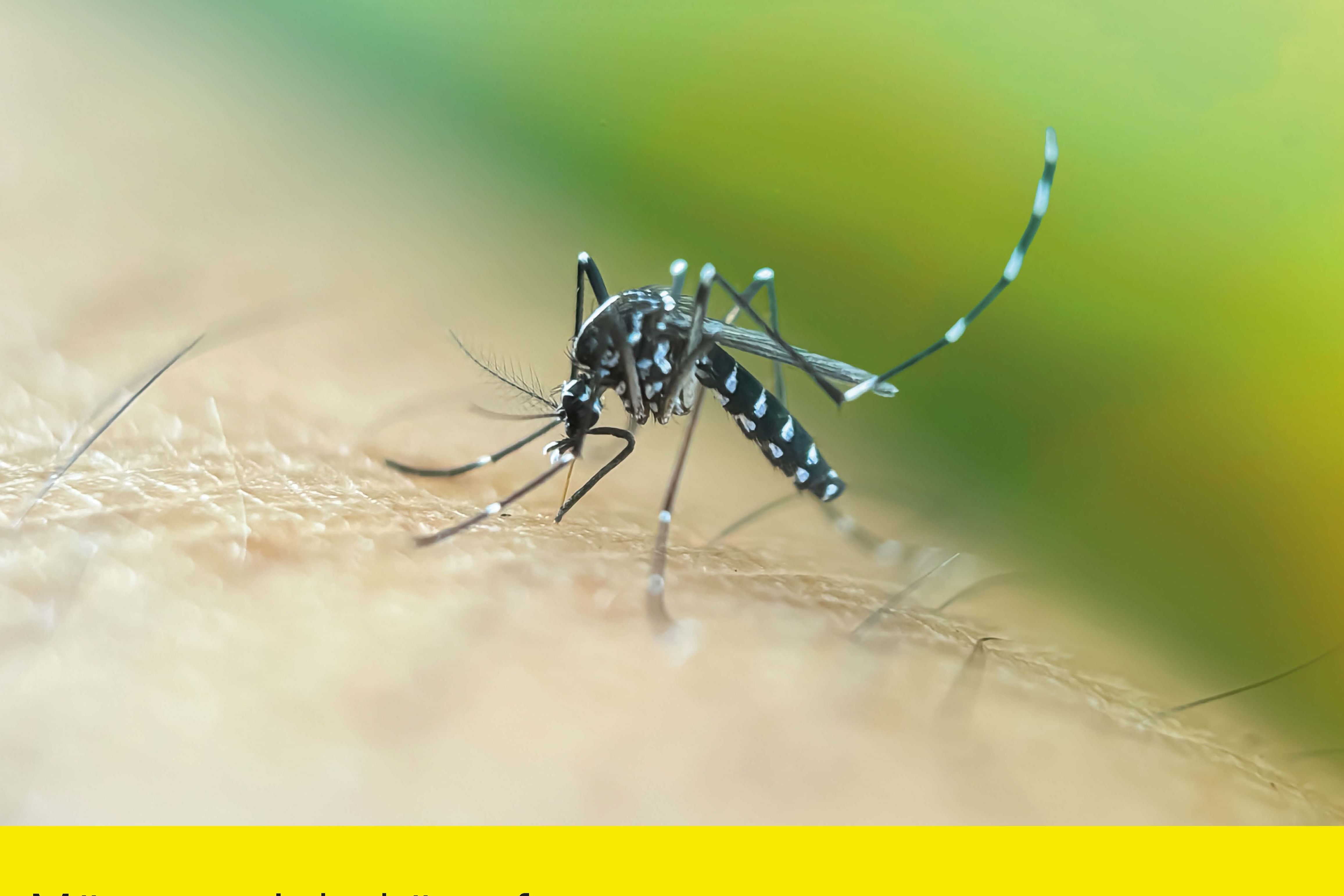 Asiatische Tigermücke bekämpfen